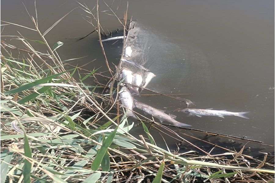 Güzelhisar Çayı’nda iki gündür balık ölümleri yaşanıyor