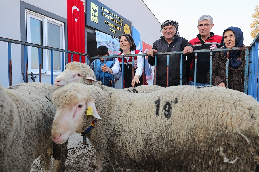 Aliağa Belediyesi’nden Damızlık Koyun Dağıtımında İkinci Etap Başlıyor