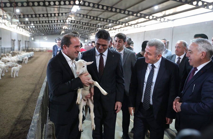 Aliağa Belediyesi 110 Üreticiye 210 Küçükbaş Hayvan Teslim Etti
