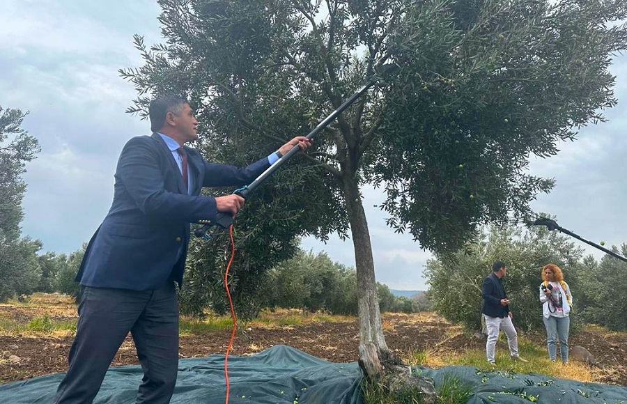 Aliağa, 4. Zeytin Hasat Şenliği’nde Buluşuyor