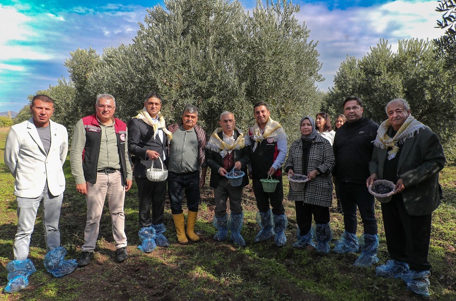 Zeytinin Bereketi Aliağa 4. Zeytin Hasat Şenliği’nde Kutlandı