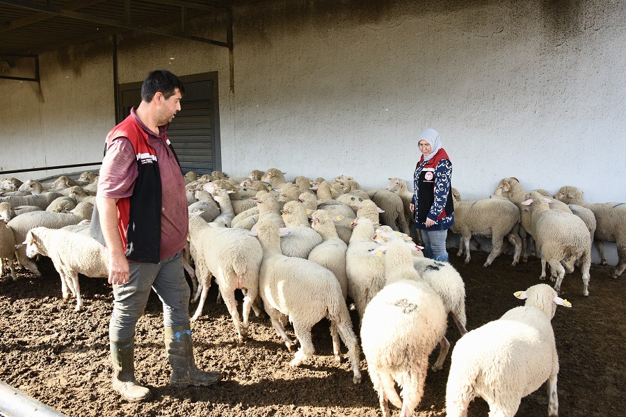 Aliağa’da Hibeli Koyun ve Koçlar Üreticilere Teslim Edildi