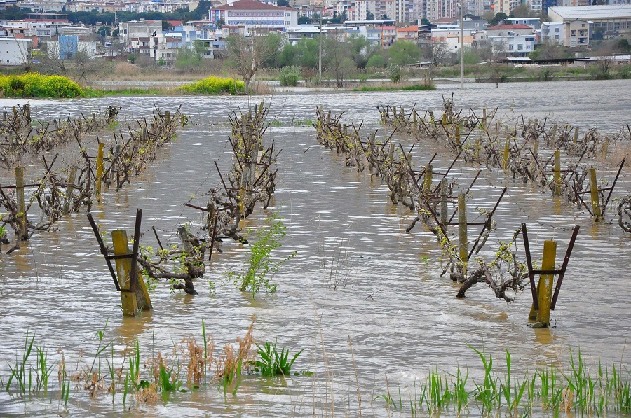 Gediz Nehri taştı, Manisa bağlarını su bastı